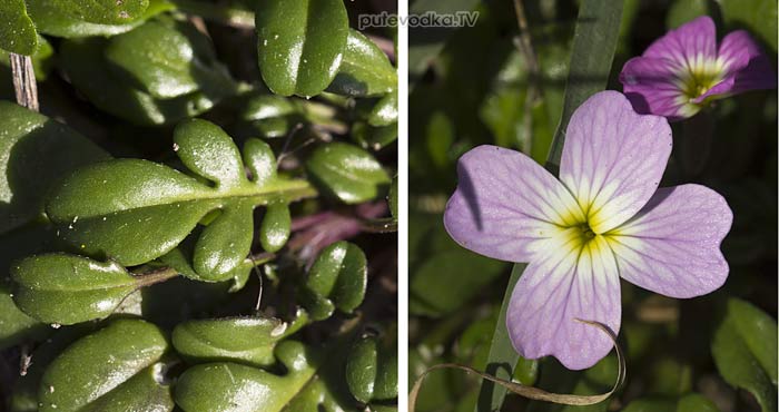 Малкольмия извилистая (Malcolmia flexuosa) Малкольмия извилистая (Malcolmia flexuosa)