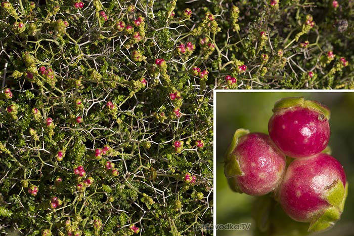 Саркопотериум колючий (Sarcopoterium spinosum) Саркопотериум колючий (Sarcopoterium spinosum)