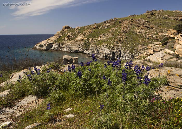 Люпин волосистый (Lupinus pilosus) Люпин волосистый (Lupinus pilosus)