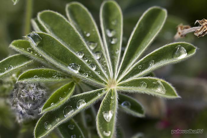 Люпин волосистый (Lupinus pilosus) Люпин волосистый (Lupinus pilosus)