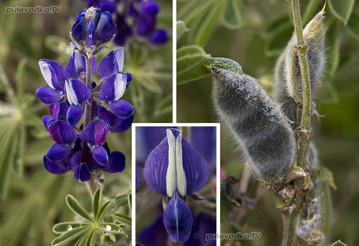 Люпин волосистый (Lupinus pilosus) Люпин волосистый (Lupinus pilosus)
