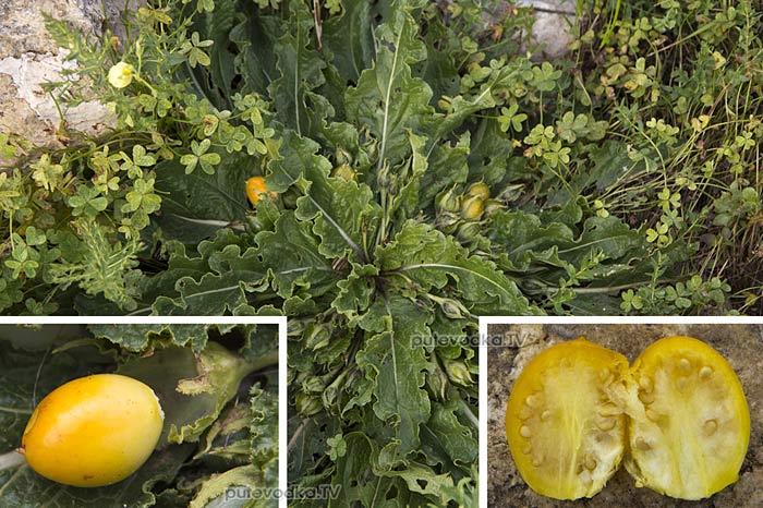 Мандрагора осенняя (Mandragora autumnalis) Мандрагора осенняя (Mandragora autumnalis)