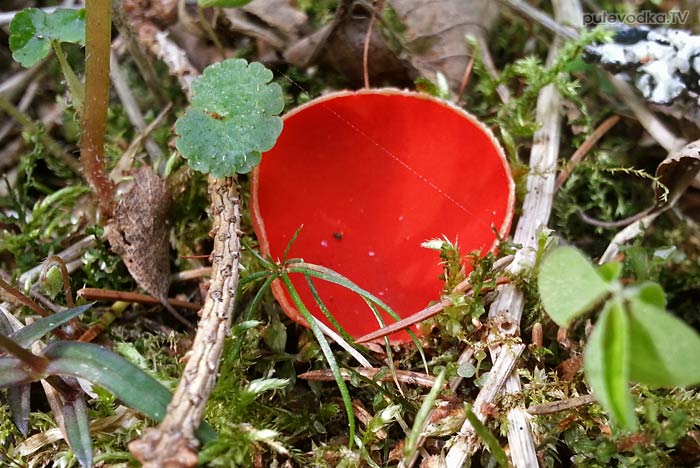 Саркосцифа ярко-красная (Sarcoscypha coccinea) Саркосцифа ярко-красная (Sarcoscypha coccinea)