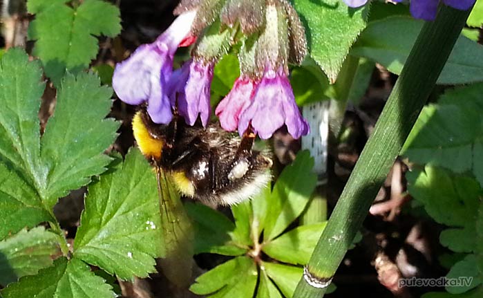 Шмель (Bombus) Шмель (Bombus)