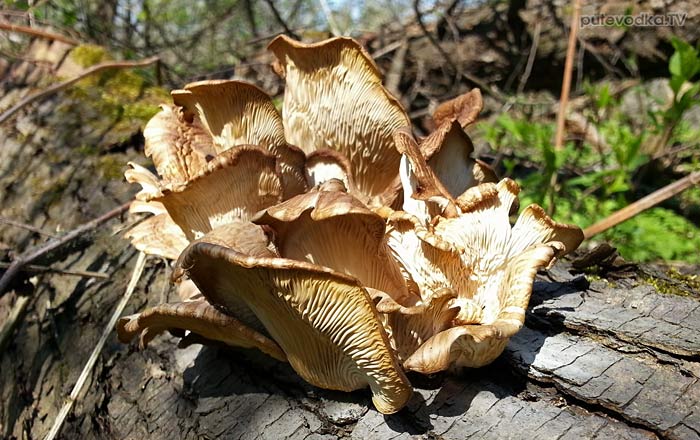 Вешенка обыкновенная (Pleurotus ostreatus) Вешенка обыкновенная (Pleurotus ostreatus)