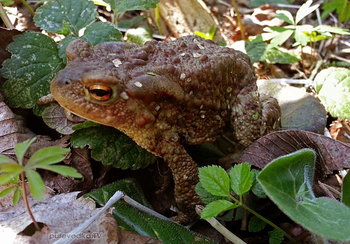 Обыкновенная жаба (Bufo bufo) Обыкновенная жаба (Bufo bufo)