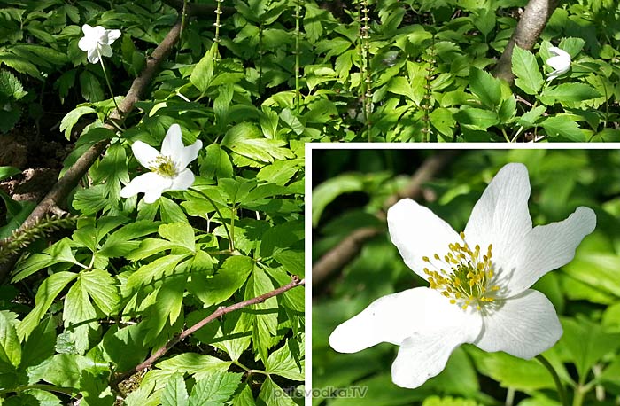 ��������� ��������� (Anemone nemorosa)