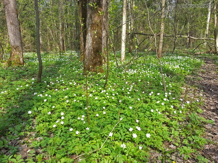 ��������� ��������� (Anemone nemorosa)