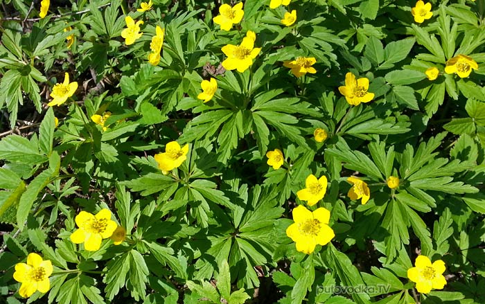 ��������� ������������ (Anemone ranunculoides)