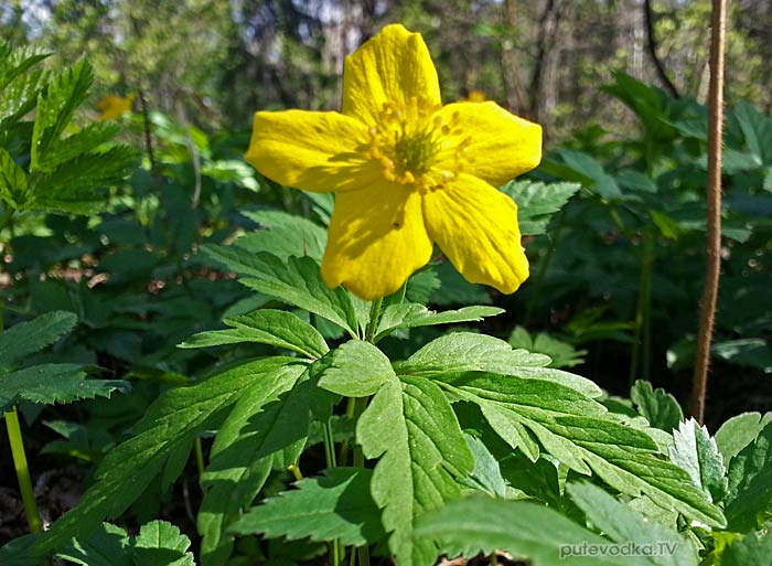 ��������� ������������ (Anemone ranunculoides)