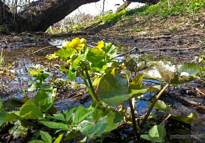 ��������� �������� (Caltha palustris)