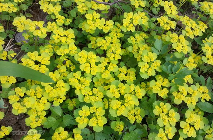 ����������� �������������� (Chrysosplenium alternifolium)