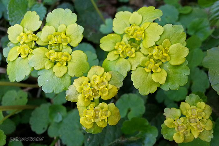 ����������� �������������� (Chrysosplenium alternifolium)