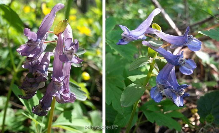 �������� ������� (Corydalis solida)