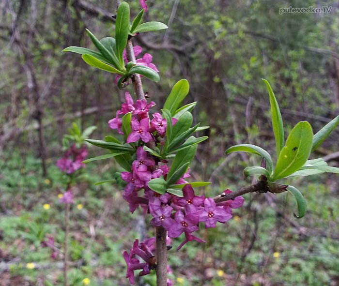 ������������ ������������ (Daphne mezereum)
