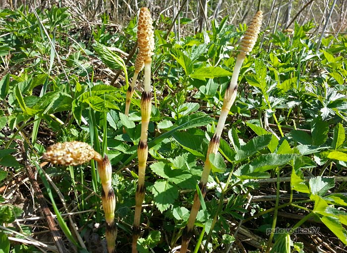 ���� ������� (Equisetum arvense)