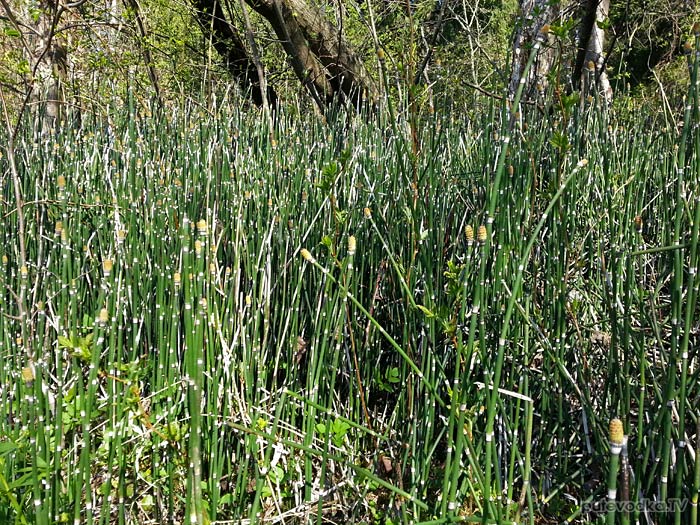 ���� �������� (Equisetum hyemale)