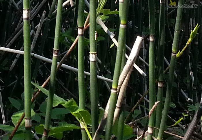 ���� �������� (Equisetum hyemale)