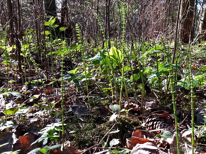 ���� ������� (Equisetum pratense)