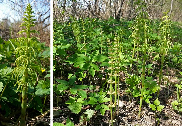 ���� ������ (Equisetum sylvaticum)