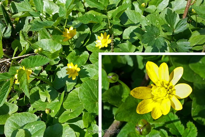 ������ �������� (Ficaria verna)