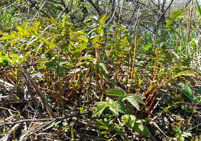 ������� ����������� (Filipendula ulmaria)
