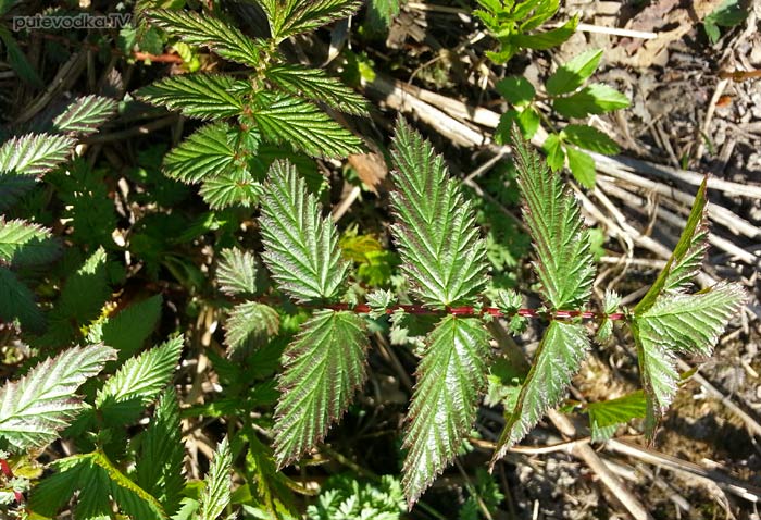 ������� ����������� (Filipendula ulmaria)