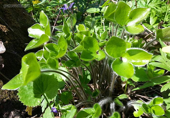 ����������� ����������� (Hepatica nobilis)