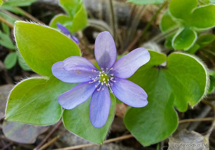 ����������� ����������� (Hepatica nobilis)