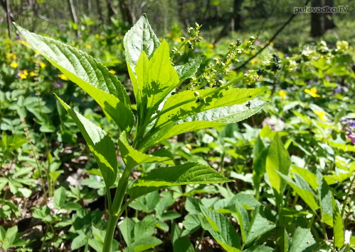 ��������� ����������� (Mercurialis perennis)