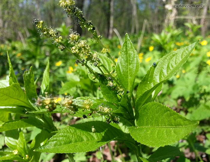 ��������� ����������� (Mercurialis perennis)