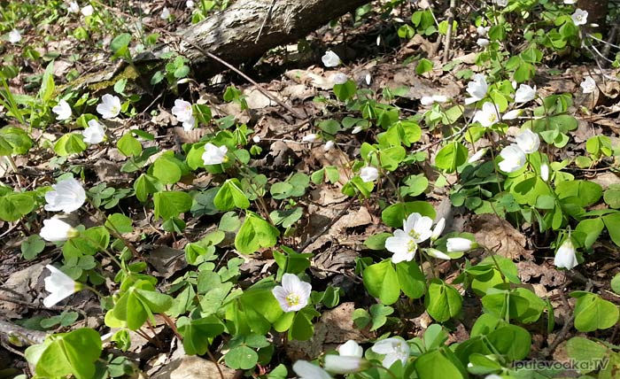 ������� ������������ (Oxalis acetosella)