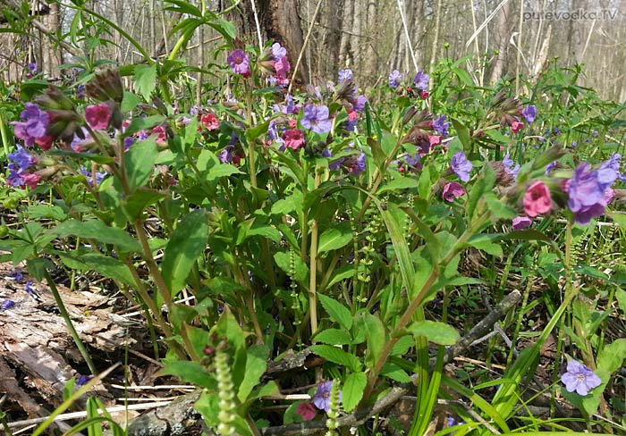 �������� ������� (Pulmonaria obscura)