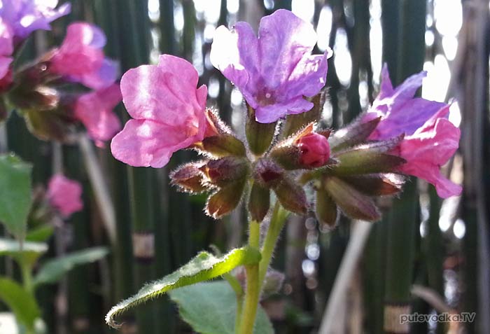 �������� ������� (Pulmonaria obscura)