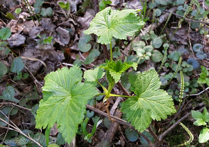 ��������� ������ (Ribes nigrum)