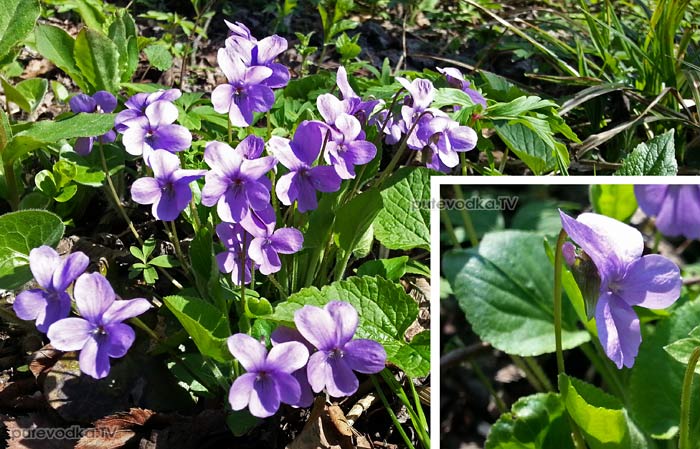 ������ ��������� (Viola hirta)