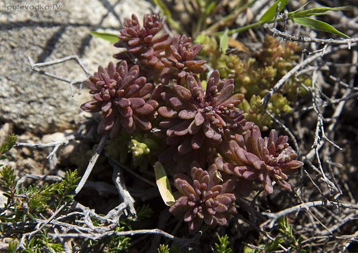 ������ ���������� (Sedum rubens)