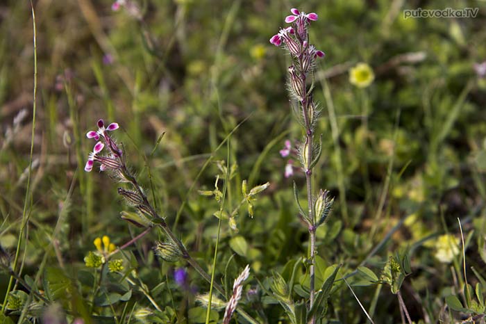 ������� ����������� (Silene gallica)