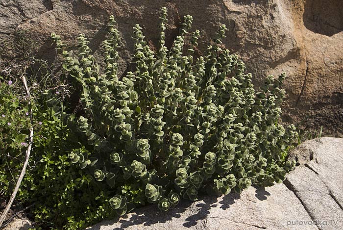 ������������� ��������� (Ballota acetabulosa)