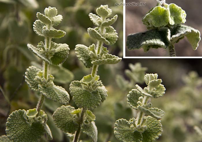 ������������� ��������� (Ballota acetabulosa)