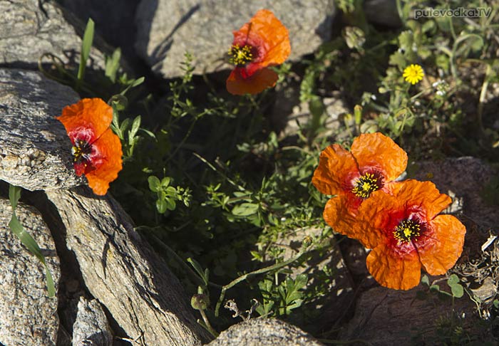 ��� ����������� (Papaver argemone)