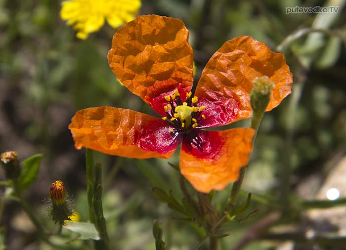 ��� ����������� (Papaver argemone)