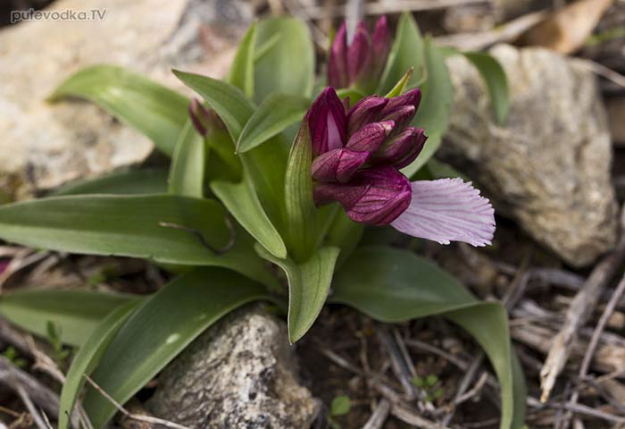 �������� ����������� (Anacamptis papilionacea)