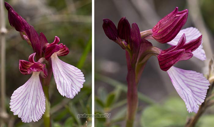 �������� ����������� (Anacamptis papilionacea)