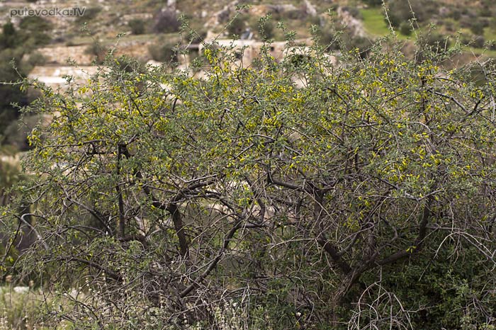 �������� ��������� (Anagyris foetida)