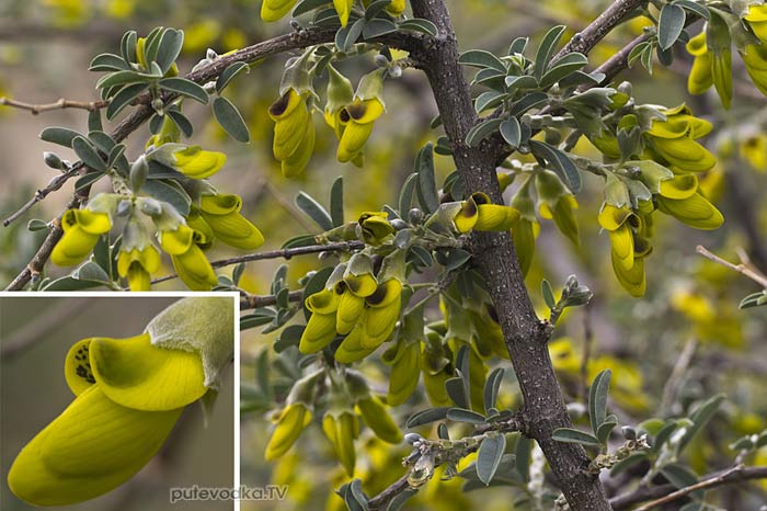 �������� ��������� (Anagyris foetida)