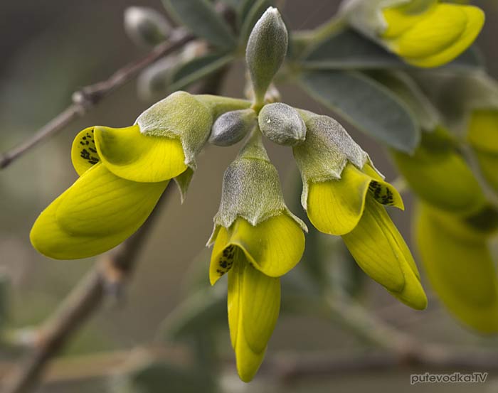 �������� ��������� (Anagyris foetida)