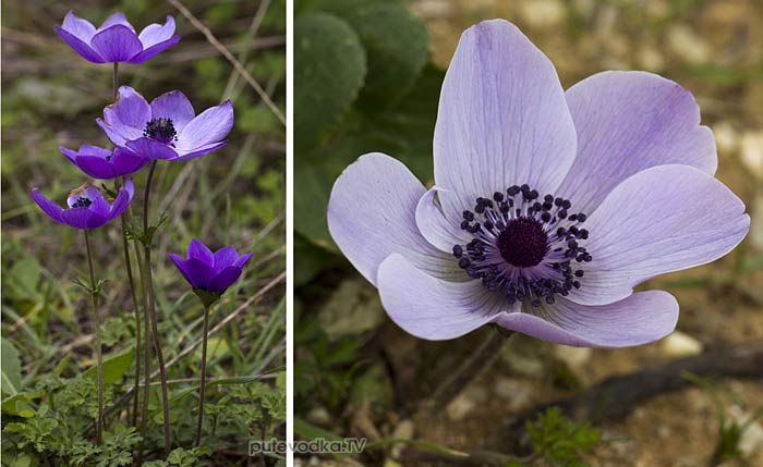��������� ���������� (Anemone coronaria)