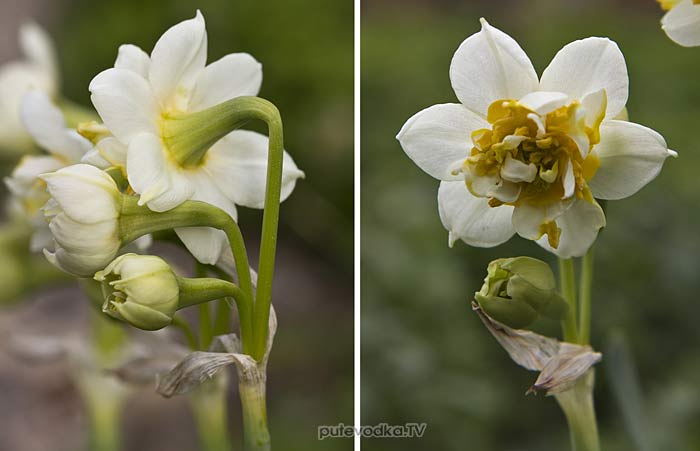 ������� (Narcissus)