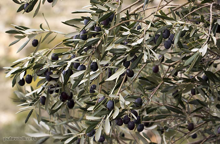 ������� ����������� (Olea europaea)